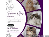 Siberian Kittens for Sale in Bangalore