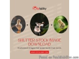 Shutter Stock Image Download