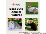 Best Cute Animal Pictures